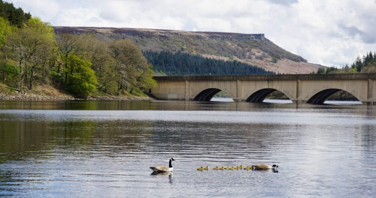 Ladybower Reservoir and Ashopton Viaduct in the shadow of Bamford Edge. Ducklings and geese swim in the water