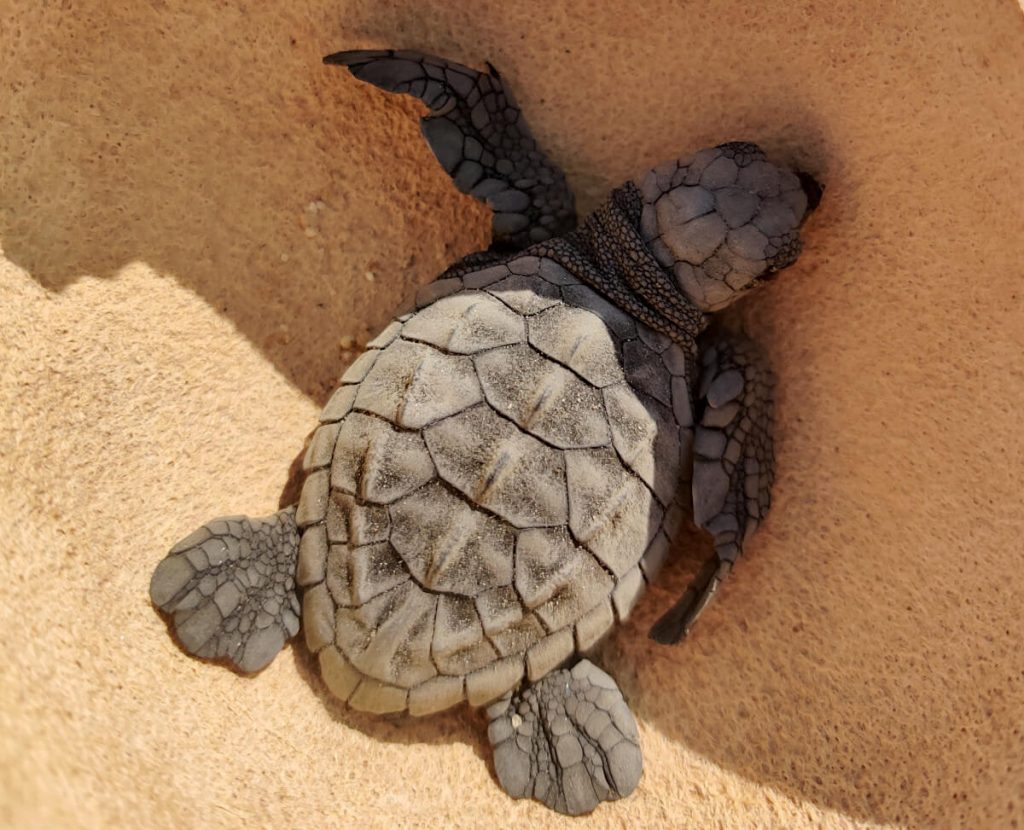 A newly hatched turtle about to be released from the Vivemar Turtle Sanctuary on Playa Bacocho