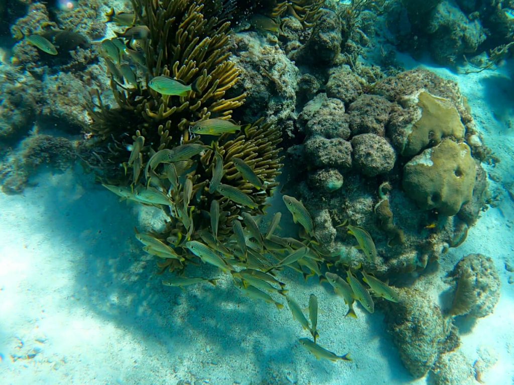 A school of fish around a dark yellow piece of coral, just some of the marine life you'll experience on a snorkeling trip in Caye Caulker