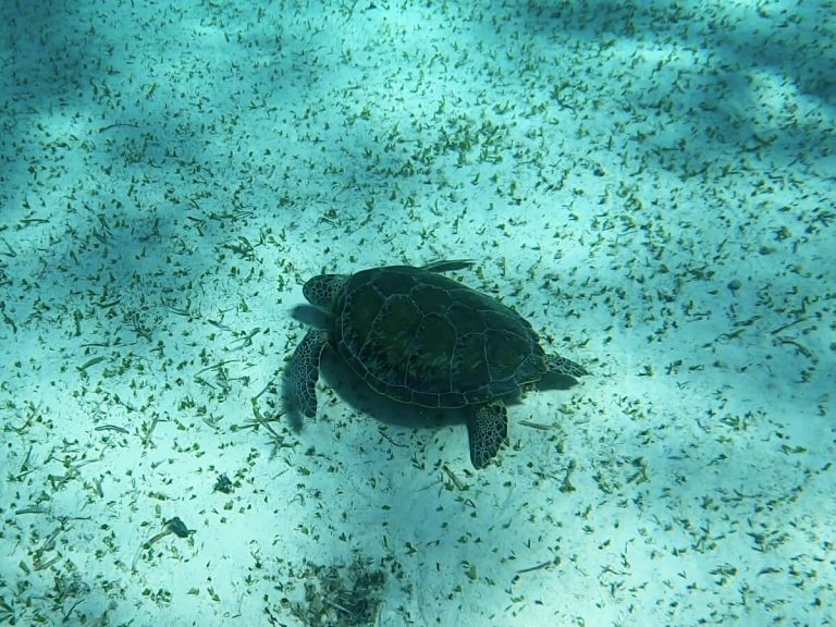 A sea turtle on the seabed, a special moment on a Caye Caulker Snorkeling tour
