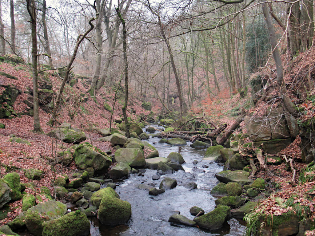 Looking upstream from inside the gorge. Bare trees line the brook on both sides