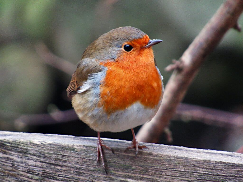 A small, red-breasted robin sits on a wooden fence