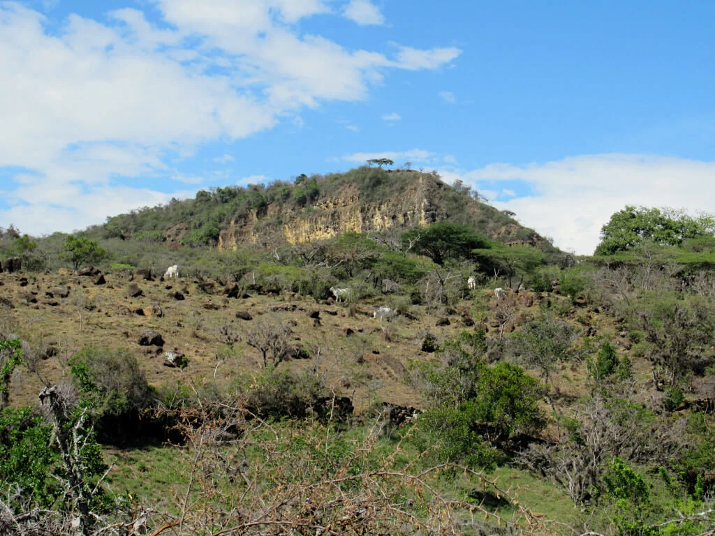 Goats and trees are all that's around the camino walking trail