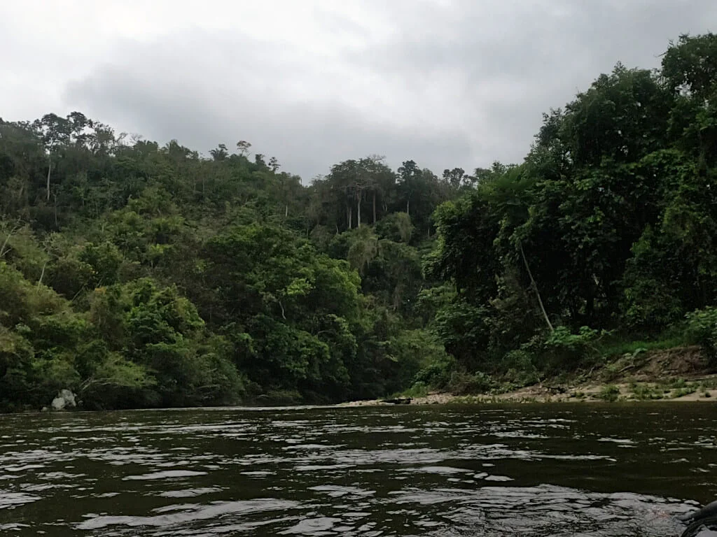 The dense forest that surrounds the Palomino River