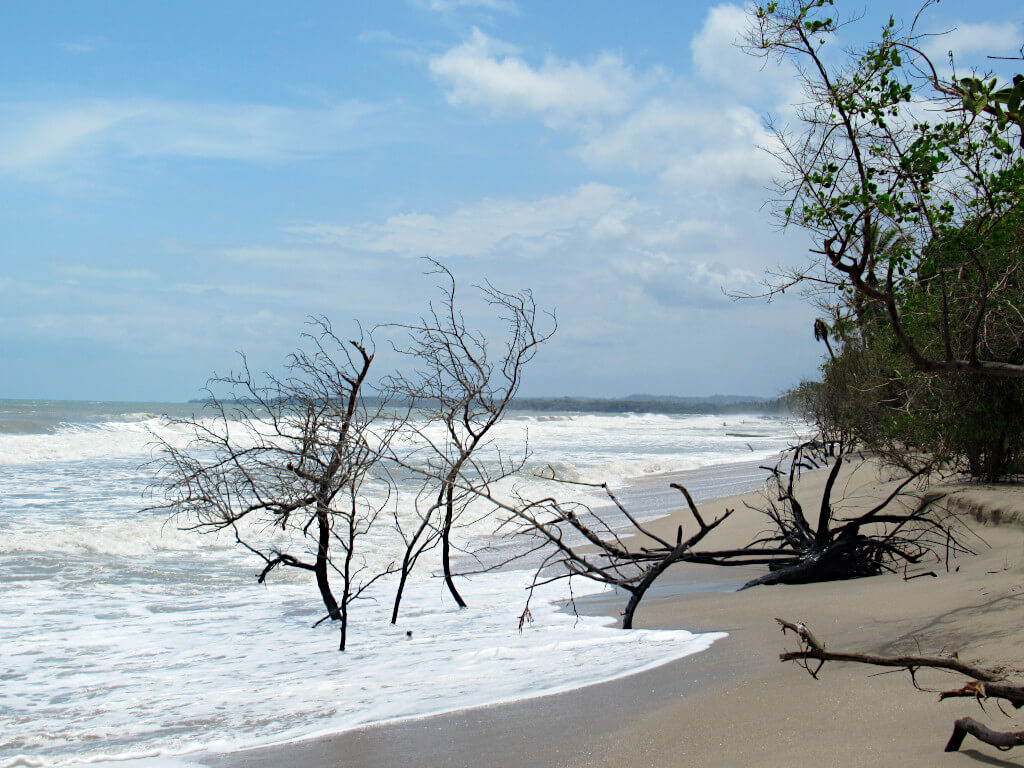 Fallen branches and the remains of trees lost to the sea in the shallow waters on the beach