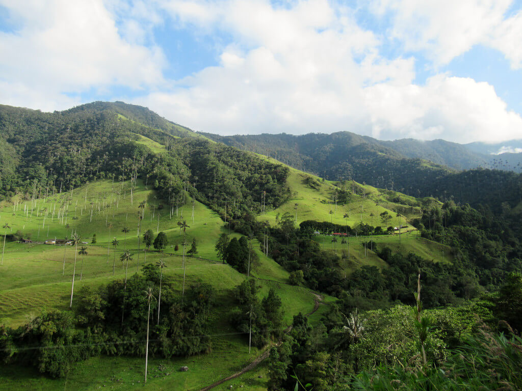 Tall palm trees grow all across the hills in the Cocora Valley, as far as the eye can see.