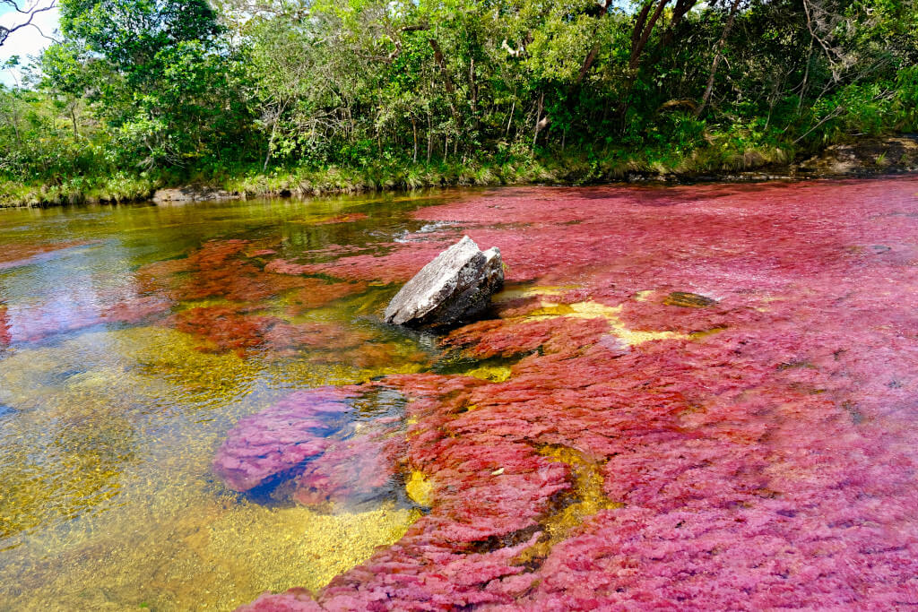 Hiking around Cano Cristales is a unique and special activity in Colombia. In the second half of the year, the river has a fantastic rainbow colour thanks to the flowers that bloom here