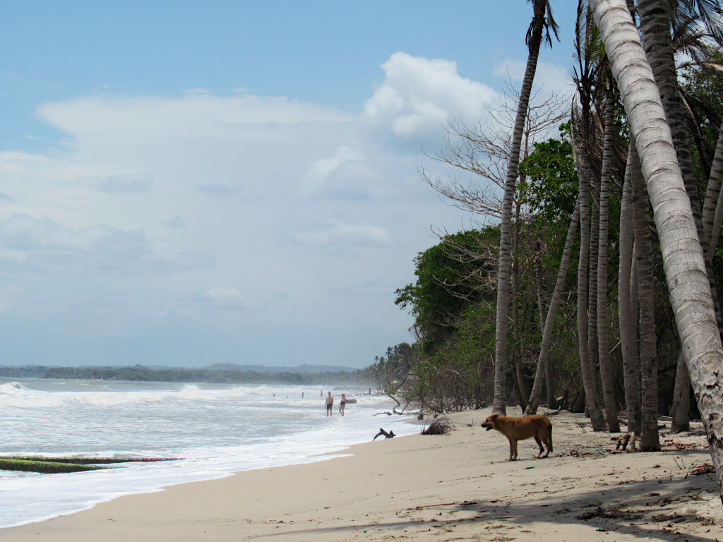The beautiful beach at Palomino Santa Marta with dog, palm trees, crashing waves and golden sand
