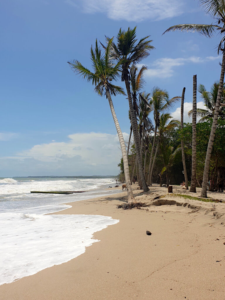 Tall palm trees line the golden sands of Palomino's 2-km long beach