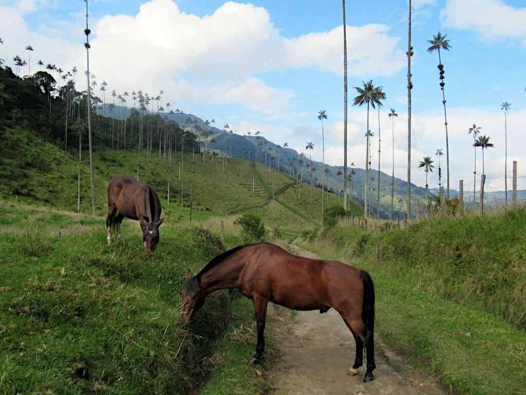 Two horses eating grass in the Cocora Valley, the sheer amount of palm trees here is easily visible