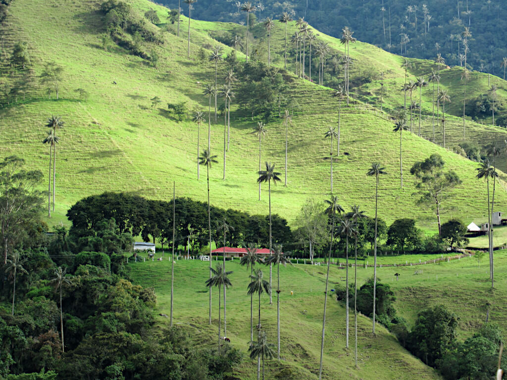 The green hills of the Cocora Valley with a single red-roofed building in the centre of the image