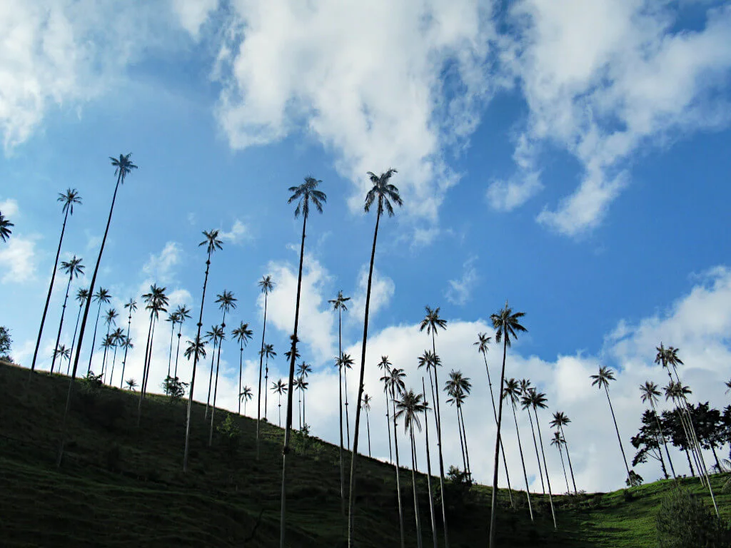 Many palm trees line the hillside of the Cocora Valley in Salento Colombia, against the blue, cloudy sky