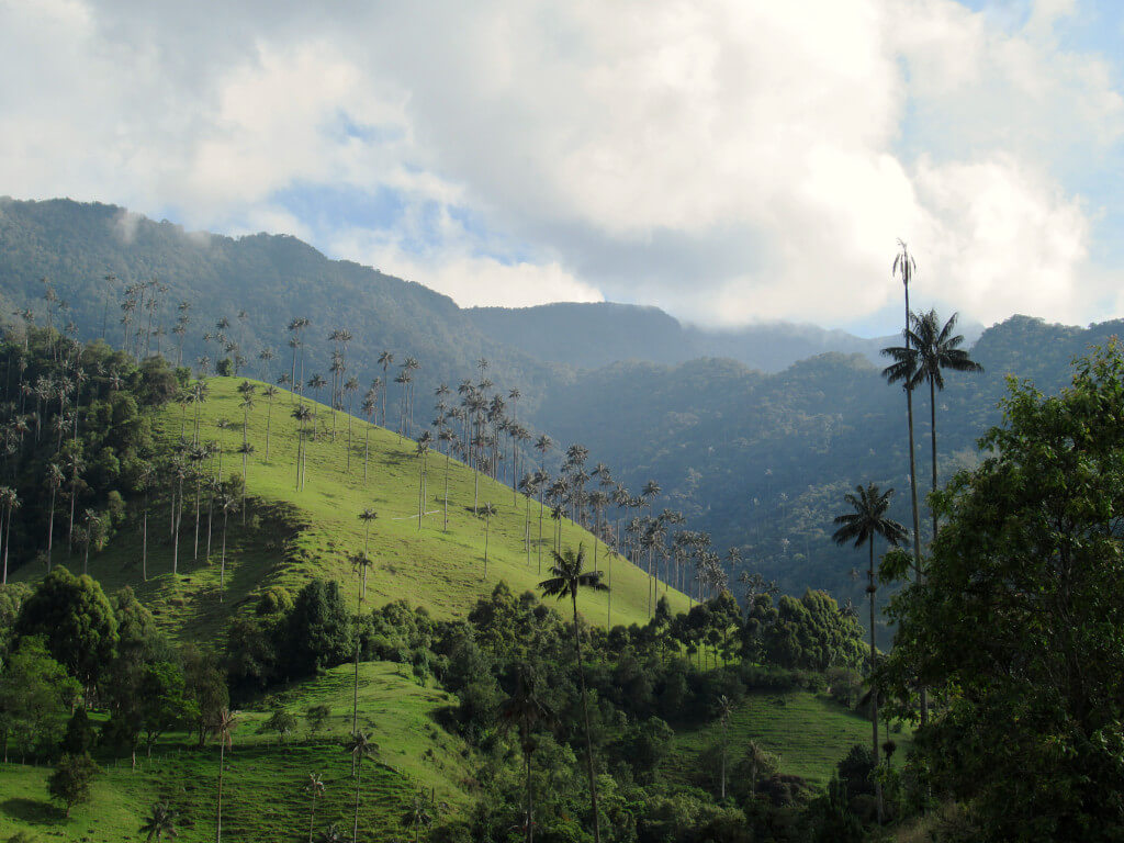The vast Cocora Valley with hovering cloud and endless palm trees
