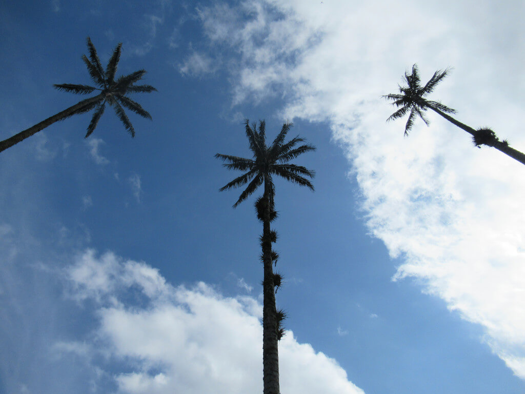 The silhouettes of three palm trees against a blue sky with fluffy white clouds