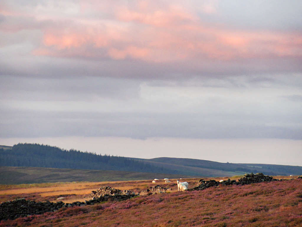 Looking over the moorland with pink clouds and lots of sheep