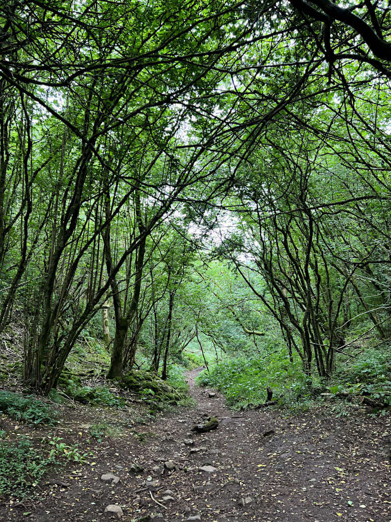 Walk through the woodlands at the base of the valley near Thor's Cave