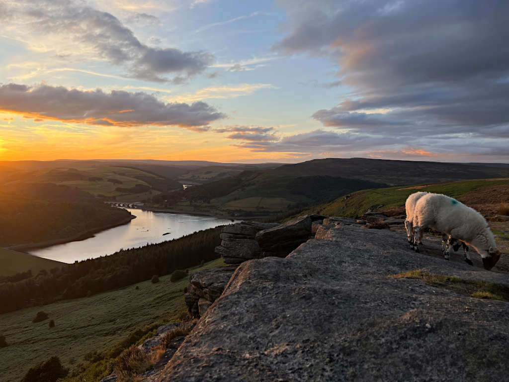 Looking over Ladybower Reservoir and Ashopton Viaduct from Bamford Edge with two sheep in the foreground