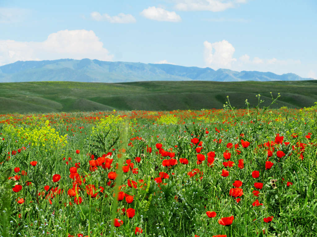 Looking across flower-filled fields to the mountains behind. Red and yellow flowers fill the foreground of the image
