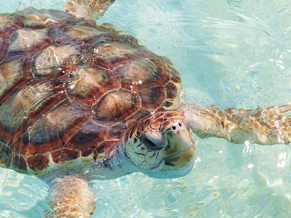 A turtle peeps its head above the clear water in Quintana Roo, the deep colours of its shell are clearly visible