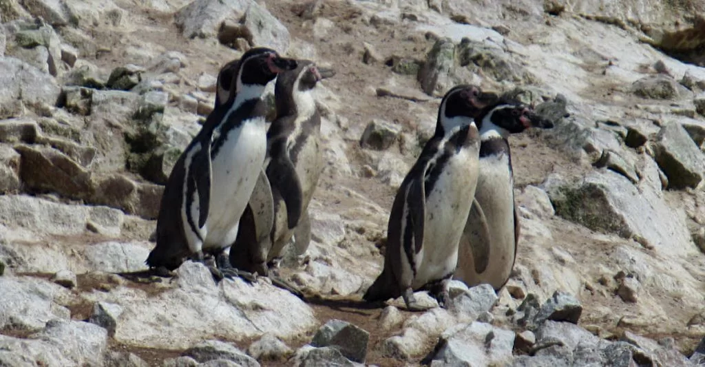 Humboldt penguins are one of the species most people hope to see in the Islas Ballestas off the coast of Paracas, Peru.