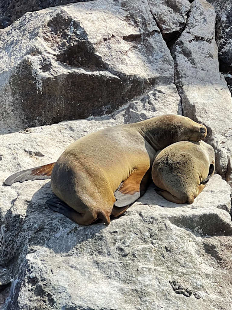 Two sleeping sea lions with one resting its head on the other in the Poor Man's Galapagos Peru