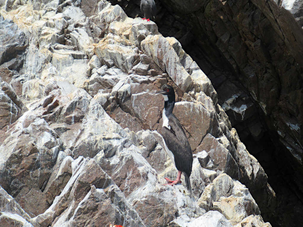 A guanay bird on the Ballestas Islands with distinctive red feet