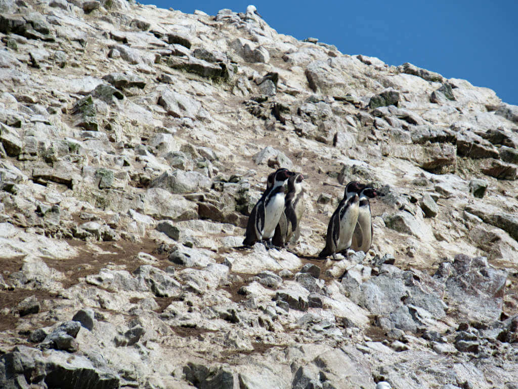 Humboldt penguins stood on the cliff edge of the Islas Ballestas Peru