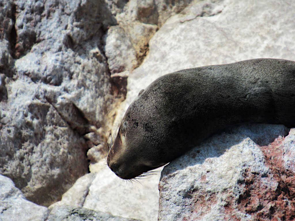 A sleeping sea lion on the Ballestas Islands Peru