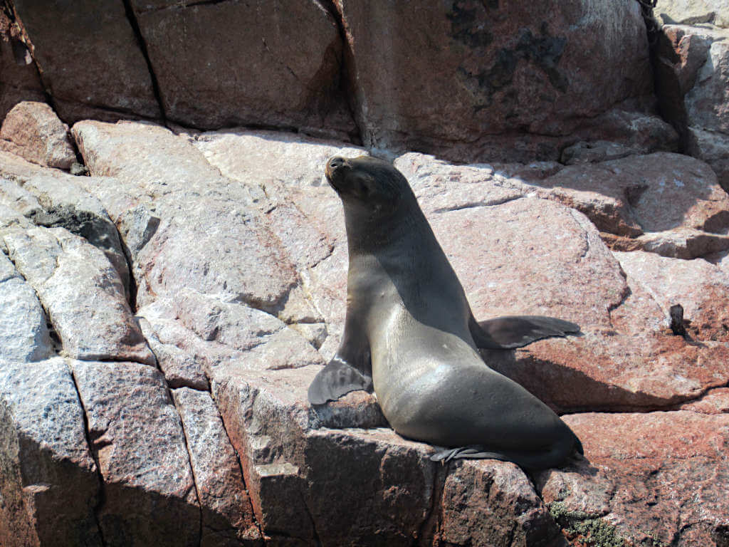 A sea lion looks back towards the camera