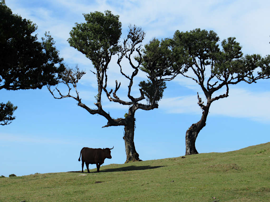 A cow stands on the hillside under the unique trees of Fanal, home to an ecosystem only seen in this part of the world.