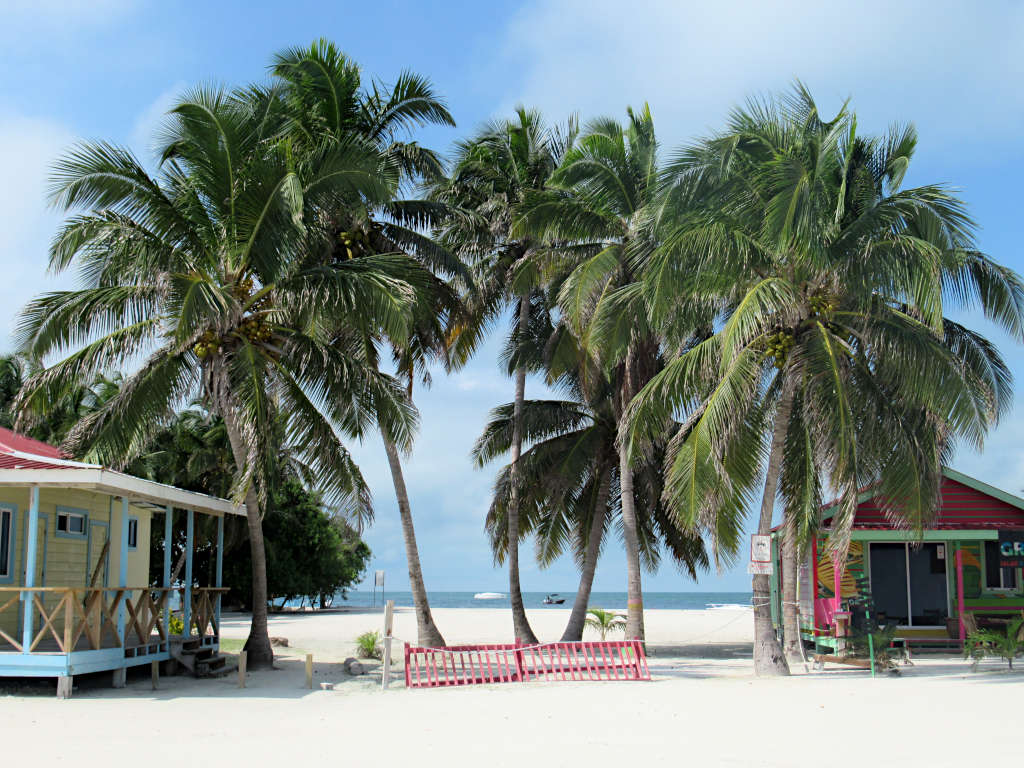 When your journey from Bacalar to Caye Caulker ends you'll be in a palm tree paradise like this one with Caribbean-style huts and sand under your feet