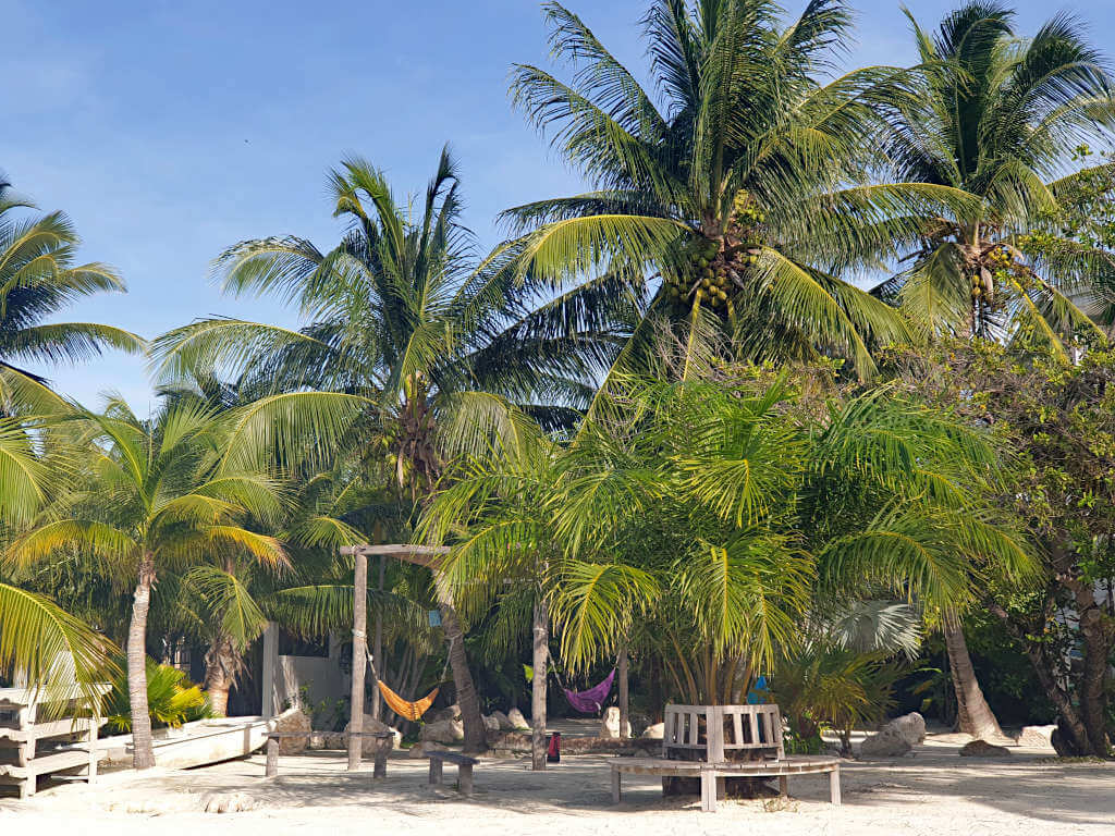 Hammocks in the shade of palm trees in Belize