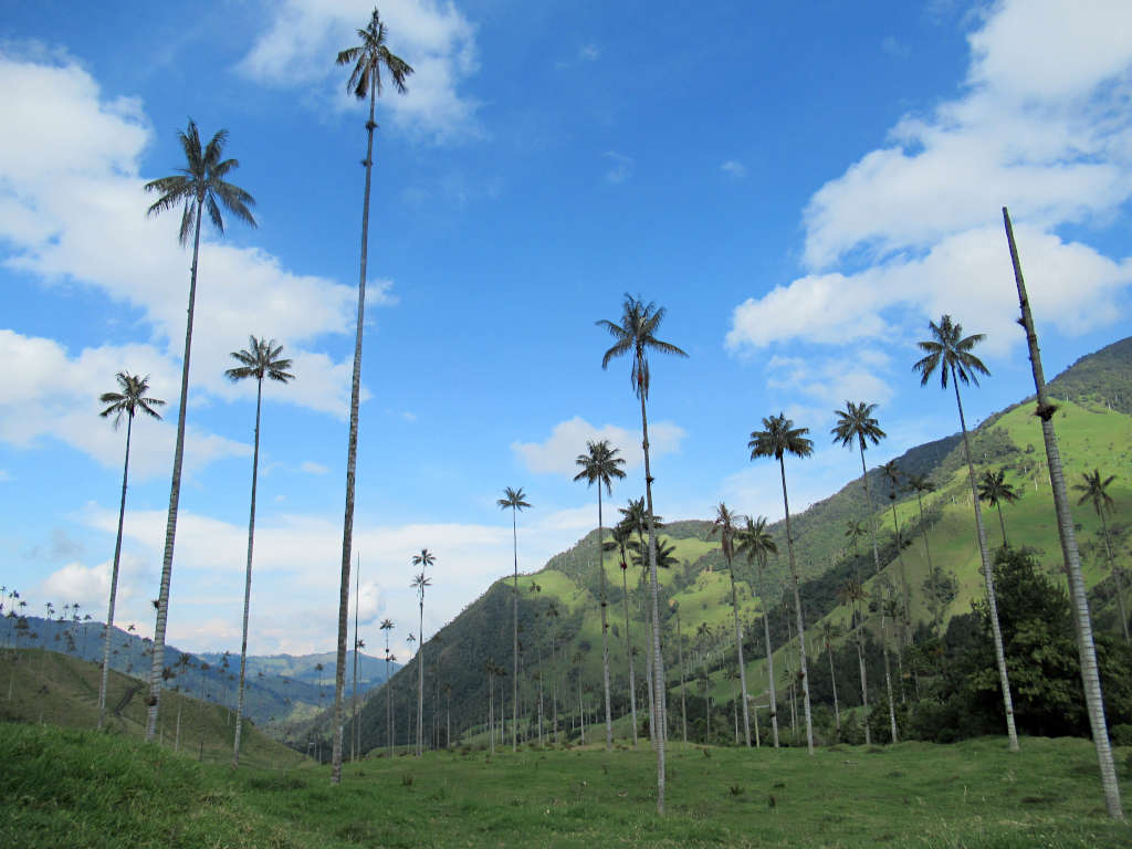 The tall palm trees rise high above the landscape behind in the green hills and under the blue sky