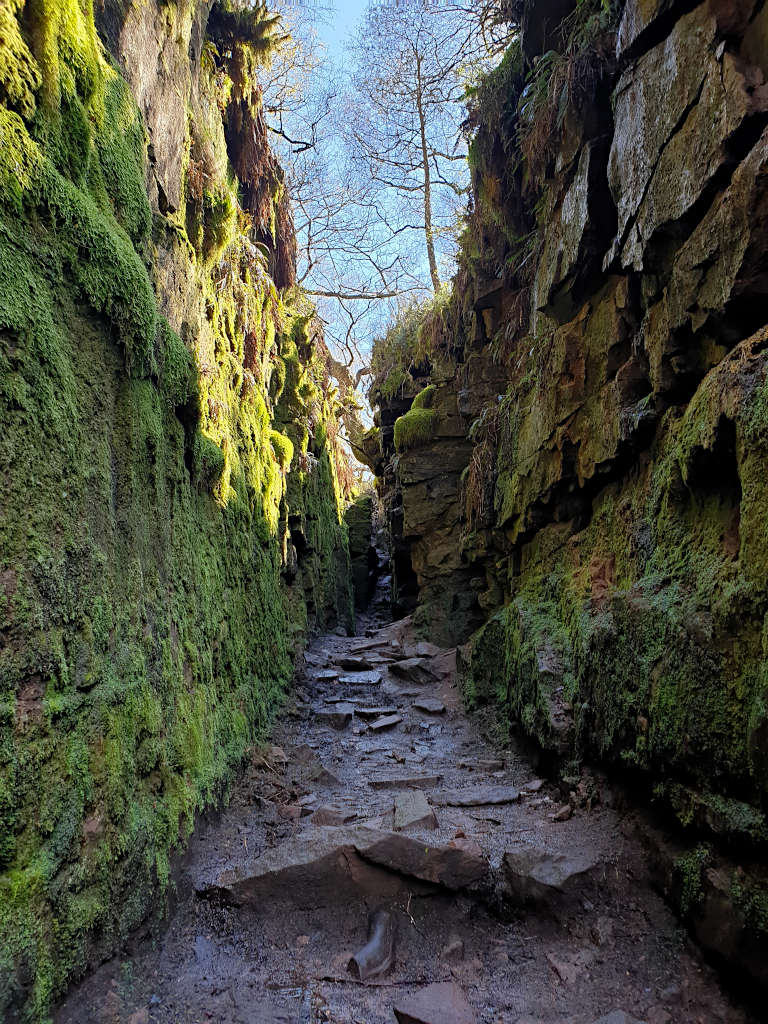 Looking through Lud's Church chasm, you can see the bare branches of the trees above as well as the mossy surroundings and rocky floor